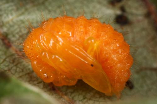 Réf. 305 682 : Apoderus coryli